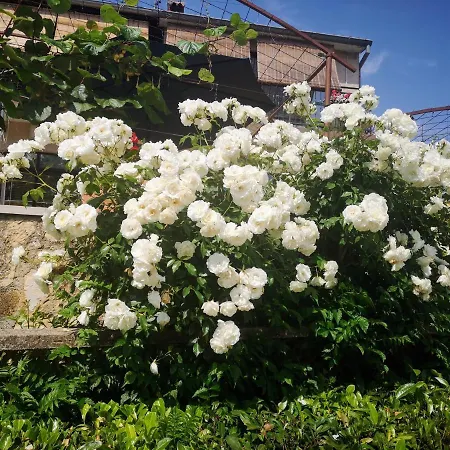 Ferienwohnung Familija Cvitkovic Funtana Exterior foto
